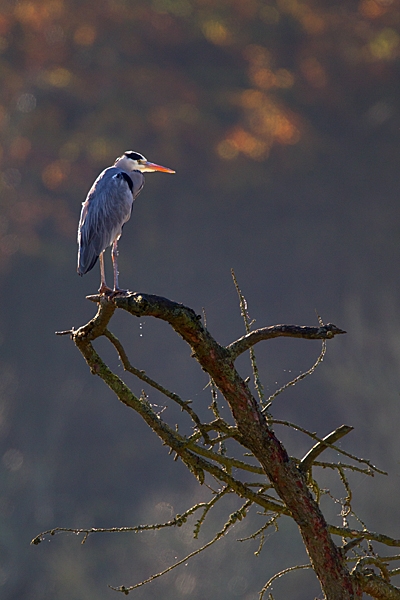 Heron backlit on tree 1. Nov '11.