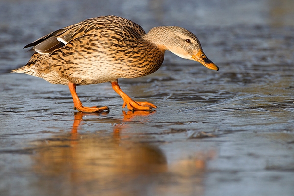 Female Mallard on ice. Feb '12.