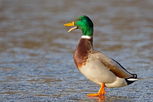 Mallard Drake on ice. Feb '12.