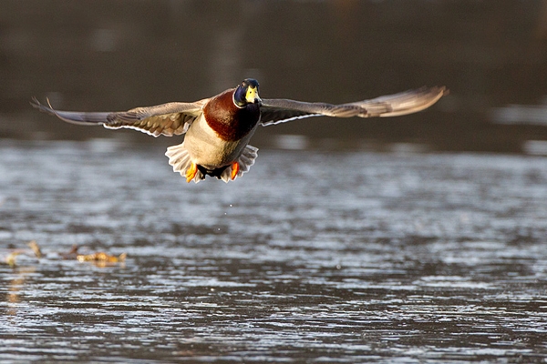Mallard Drake,taking off. Feb '12.