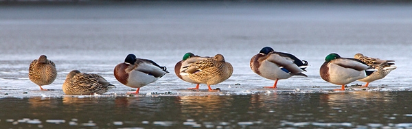 Mallards sleeping on ice. Jan '12.