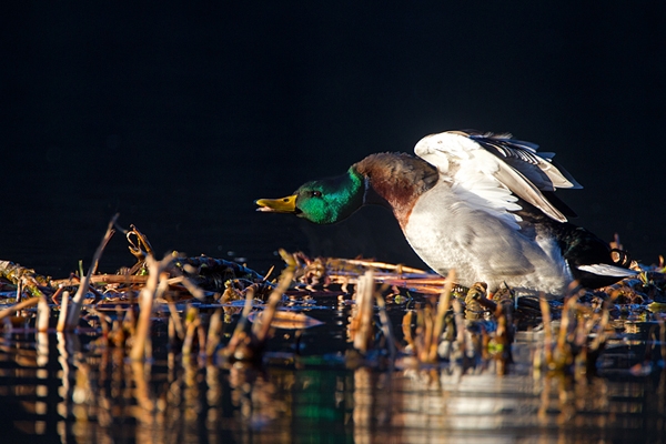 Mallard Drake aggression. Jan '12.