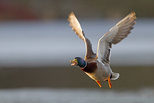 Mallard Drake,calling in flight. Feb '12.