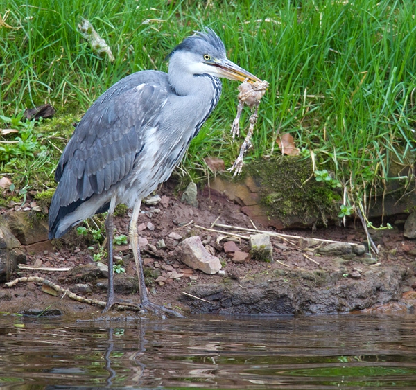 Heron with pheasant remains. Mar.'12.