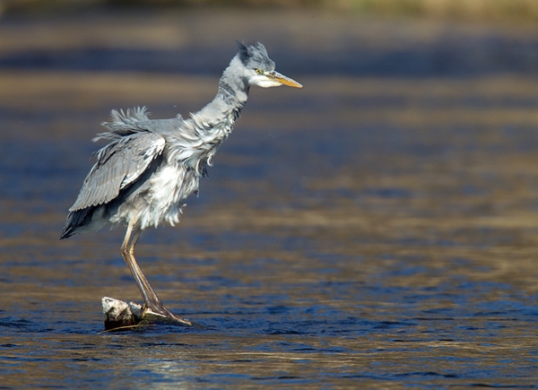 Heron shaking itself dry. Apr '12.