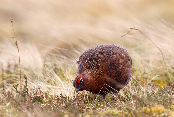Red Grouse,m feeding. Apr '12.