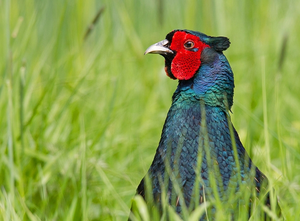 Blue Cock Pheasant 3. May '12.
