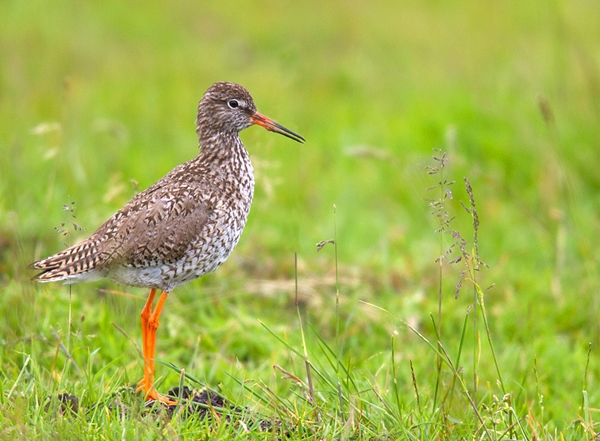 Redshank on ground 1. July '12.