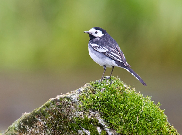 Pied Wagtail. May '12.