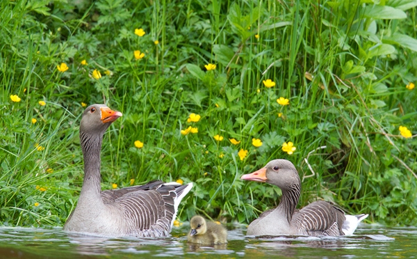 Greylag family. June '12.
