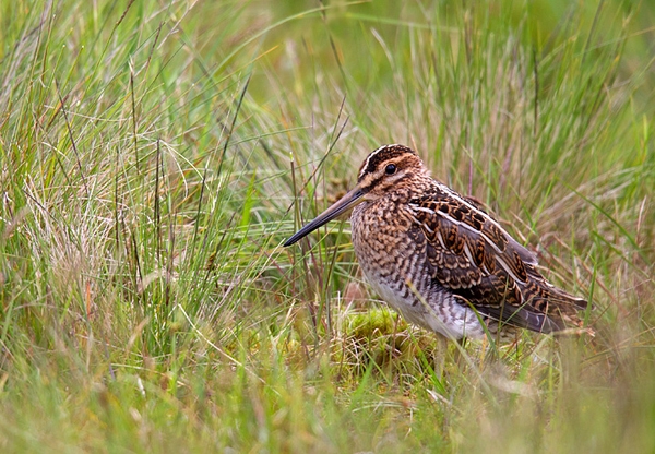 Snipe. June '12.