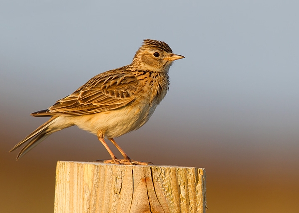Skylark. May '12.