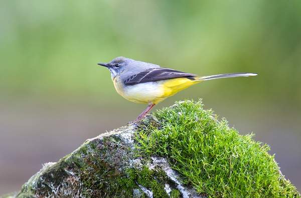 Grey Wagtail. May '12.