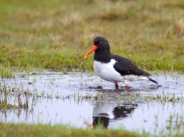 Oystercatcher bathing. May '12.