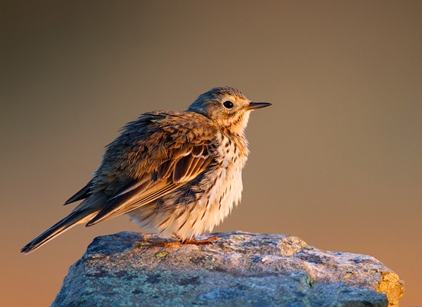 Meadow Pipit,fluffed up. May '12.