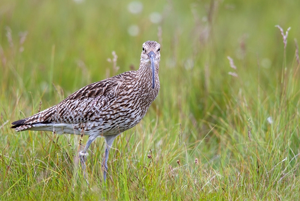 Curlew. June '12.