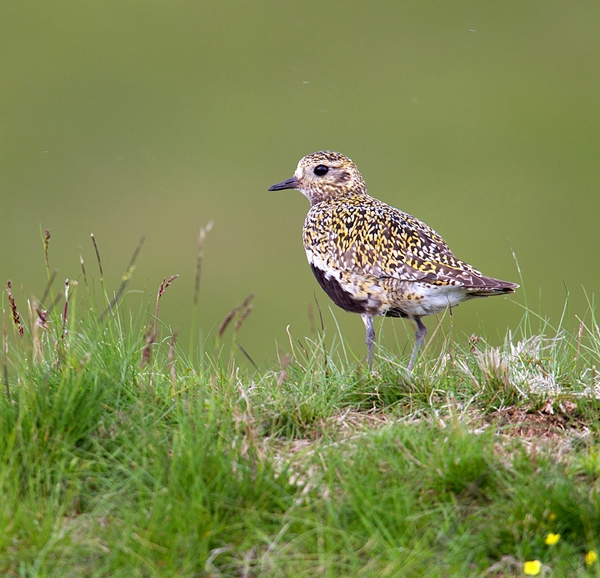 Golden Plover. June '12.