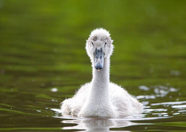 Cygnet. June '12.