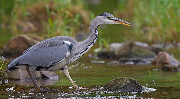 Heron on the hunt. Sep '12.