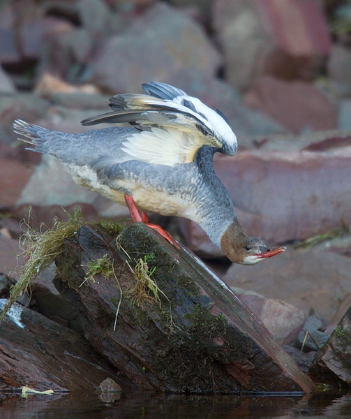 Goosander,stretching. Oct. '12.