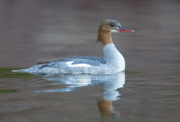Goosander,swimming. Oct. '12.