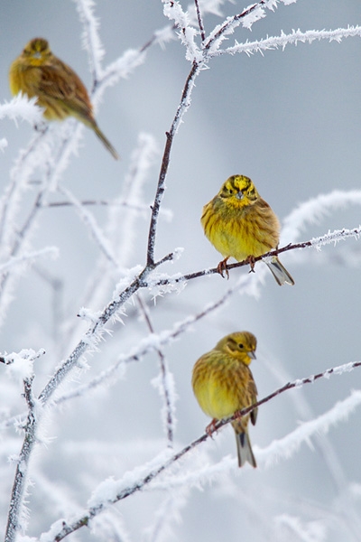 Three Yellowhammers. Jan. '13.