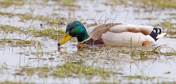 Mallard drake on flooded field. Apr.'13.