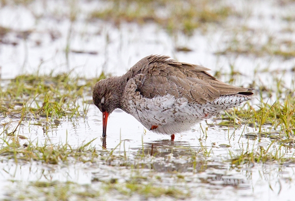 Redshank 1. Apr.'13.