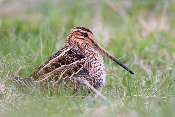 Snipe. May.'13.