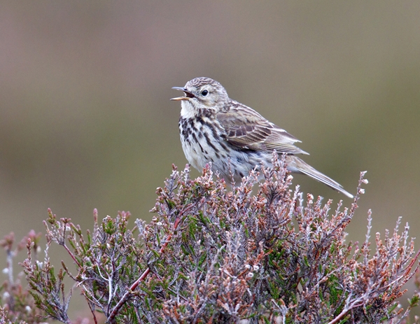 Meadow Pipit on heather. Jun.'13.