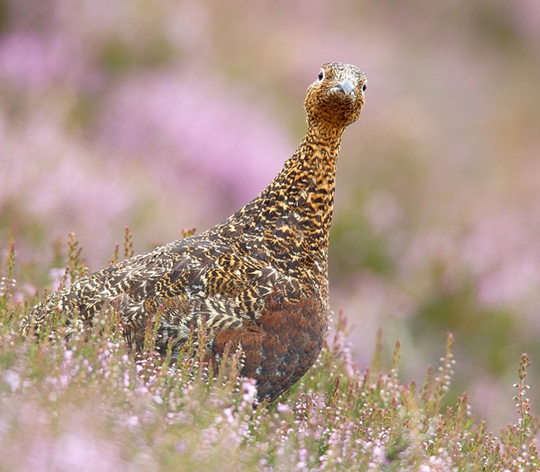 Red Grouse in flowering heather 2. Aug '13.