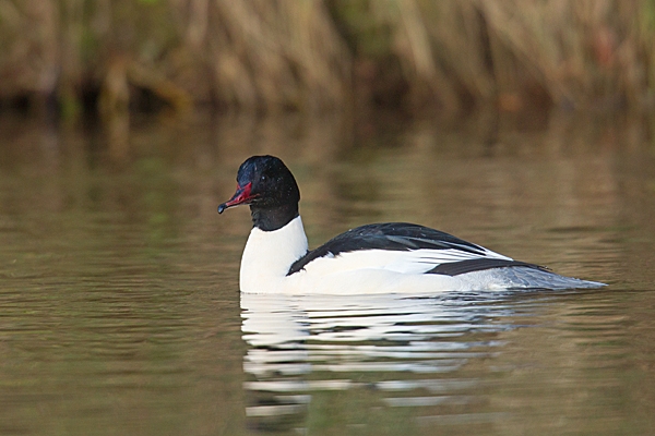 Goosander m. Jan.'15.