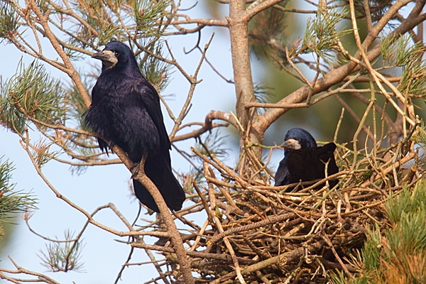 Rooks at nest. Apr. '15.