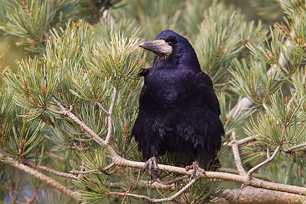 Rook on pine. Apr. '15.