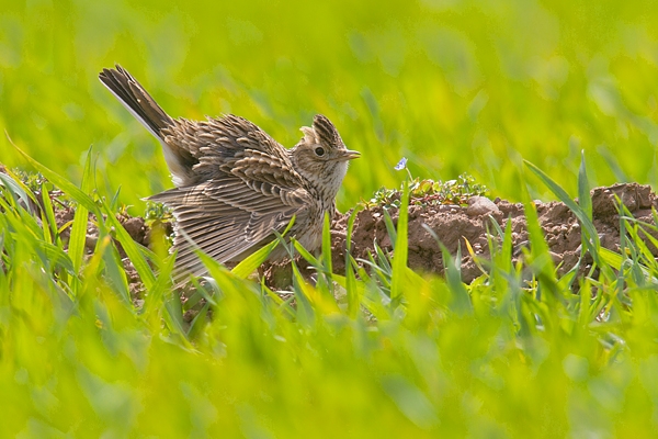 Skylark displaying on ground. Apr. '15.