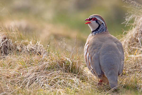 Backlit Red Legged Partridge in grasses. Apr. '15.