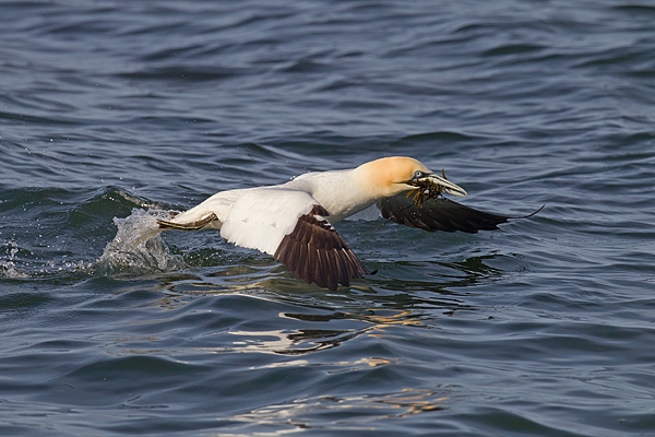 Gannet taking off,with seaweed 7. Apr. '15.