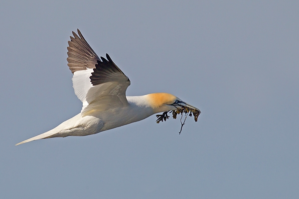 Gannet with seaweed in flight 2. Apr. '15.