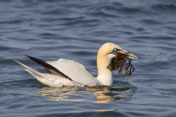Gannet sitting on sea,with seaweed 2. Apr. 15.