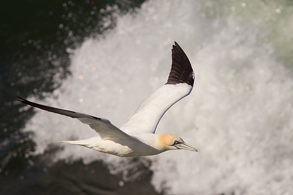 Gannet and the wave. Apr. '15.