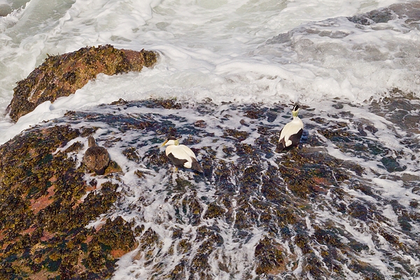Eiders feeding. May. '15.