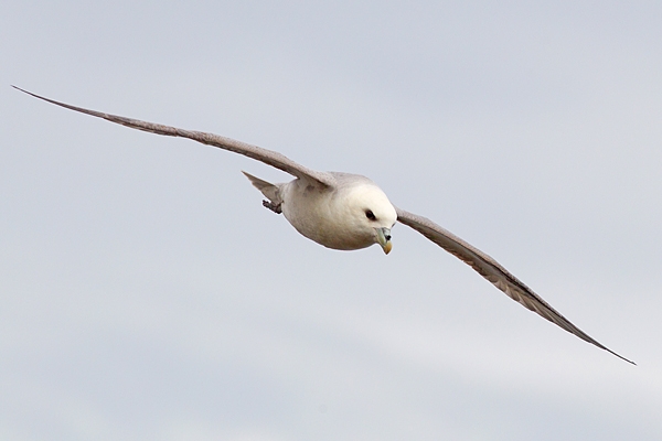 Fulmar in flight. May. '15.