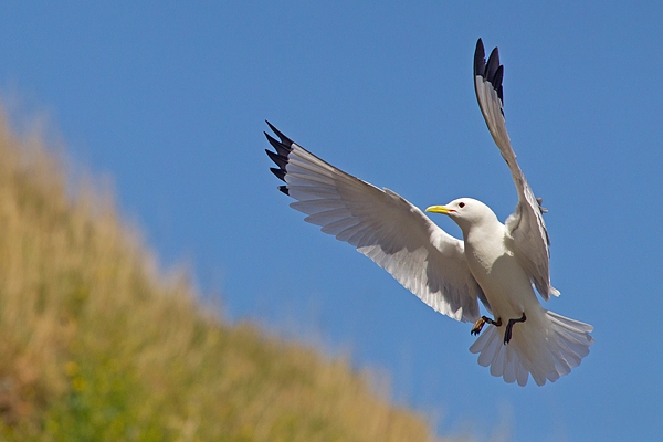 Kittiwake in flight at nest site 2. May. '15.