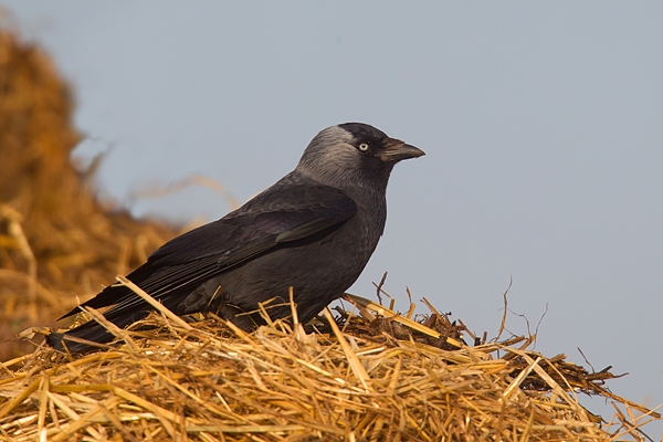 Jackdaw in manure heap. May. '15.