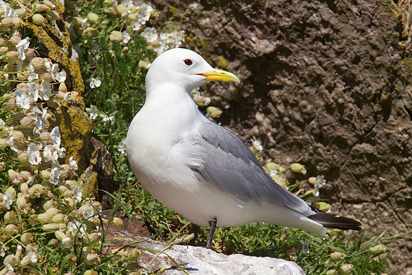 Kittiwake and sea campion. May. '15.