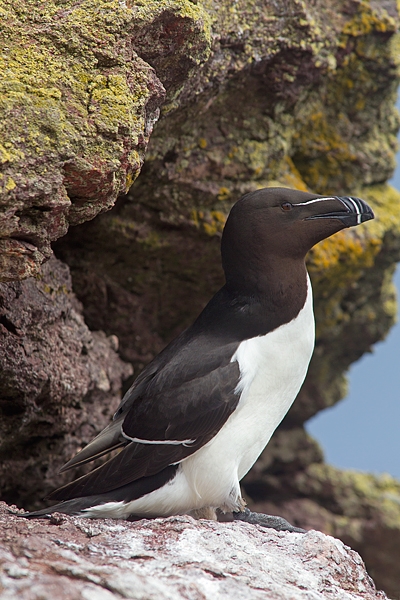 Razorbill. June. '15.