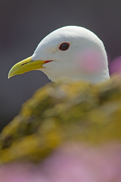 Kittiwake head 2. June. '15.