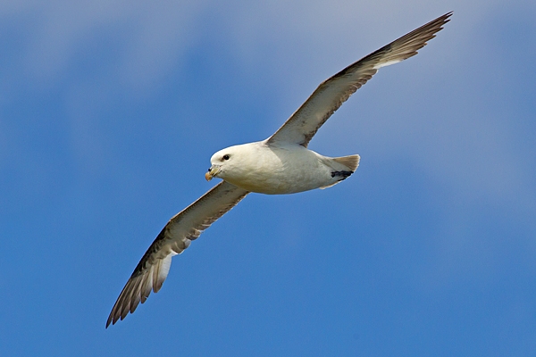 Fulmar in flight. June '15.