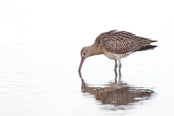 Curlew feeding. Aug. '15.