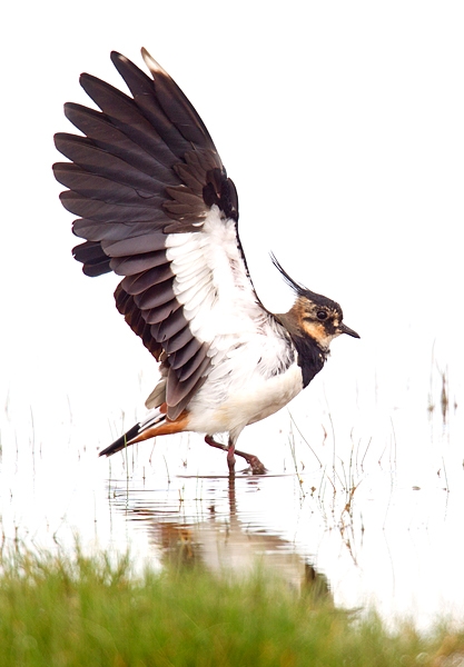 Lapwing with raised wings. Aug. '15.